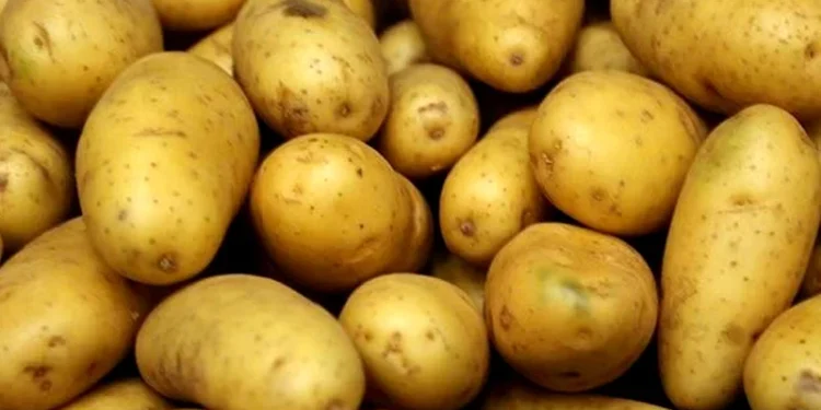 Punjab potato MSP demand, farmer protest Chandigarh, Kirti Kisan Union agriculture news